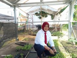 Ribuan Bibit Cabe Tersedia Bagi Masyarakat, Pada Dinas Ketahanan Pangan Parigi Moutong