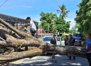 Pohon Trembesi Tumbang di Parigi Tewaskan Bocah dan Rusak Rumah Warga