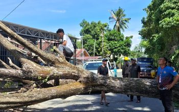 Pohon Trembesi Tumbang di Parigi Tewaskan Bocah dan Rusak Rumah Warga