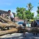 Pohon Trembesi Tumbang di Parigi Tewaskan Bocah dan Rusak Rumah Warga