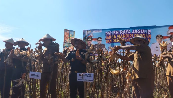 Panen Raya Jagung Parigi Moutong Perkuat Ketahanan Pangan Nasional