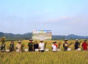 Parigi Moutong Perkuat Pangan Lewat Panen Raya Dan Benih Unggul