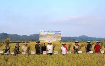 Parigi Moutong Perkuat Pangan Lewat Panen Raya Dan Benih Unggul