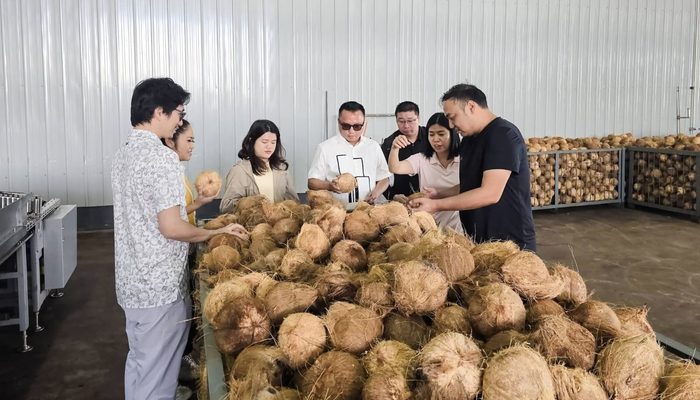 Hilirisasi Kelapa Morowali Buka Peluang Baru Petani Sulteng