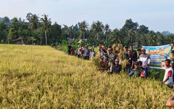 Cetak Sawah Baru Kini Panen Perdana, Erwin Dorong Parimo Kembali Surplus
