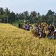 Cetak Sawah Baru Kini Panen Perdana, Erwin Dorong Parimo Kembali Surplus